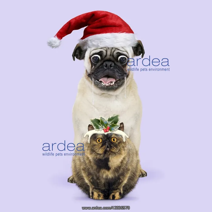 : Pug wearing Christmas hat drooloing over Christmas : Pug wearing Christmas hat drooloing over Christmas