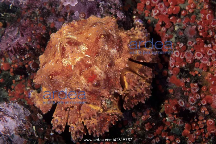 : Puget Sound king crab Lopholithodes mandtii Vancouver Island : Puget Sound king crab Lopholithodes mandtii Vancouver Island