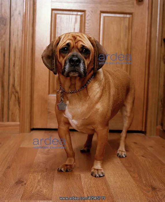 : Puggle Dog - a crossbreed between a Beagle & a Pug : Puggle Dog - a crossbreed between a Beagle & a Pug
