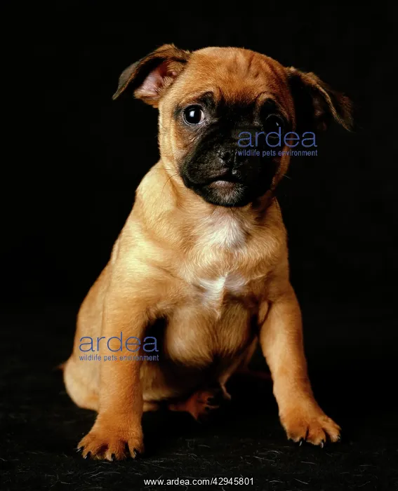 : Puggle Dog - a crossbreed between a Beagle & a Pug, puppy : Puggle Dog - a crossbreed between a Beagle & a Pug, puppy