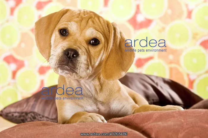 : Puggle puppy, designer dog : Puggle puppy, designer dog