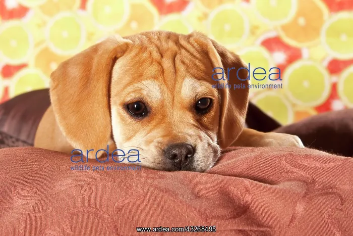 : Puggle puppy, designer dog : Puggle puppy, designer dog