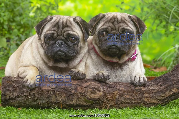 : Two pugs lying down outside in the garden : Two pugs lying down outside in the garden