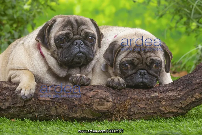 : Two pugs lying down outside in the garden : Two pugs lying down outside in the garden