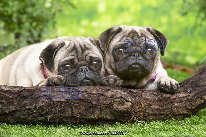 : Two pugs lying down outside in the garden : Two pugs lying down outside in the garden