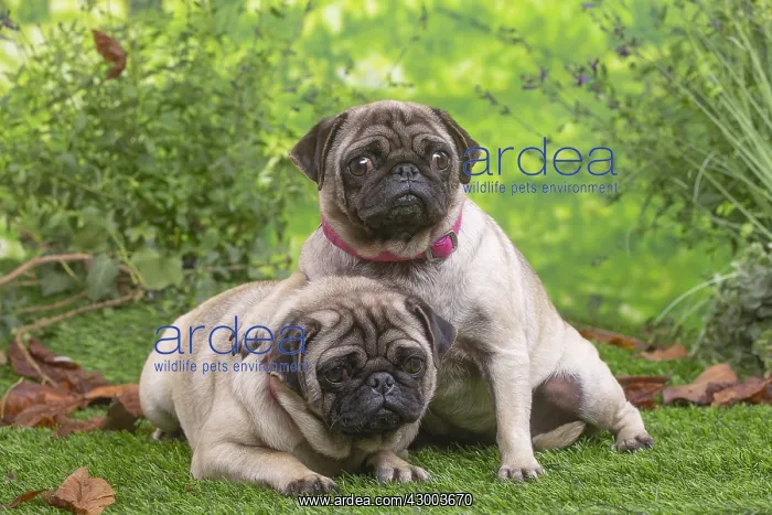 : Two pugs lying down outside in the garden : Two pugs lying down outside in the garden
