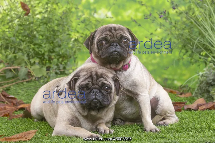 : Two pugs lying down outside in the garden : Two pugs lying down outside in the garden