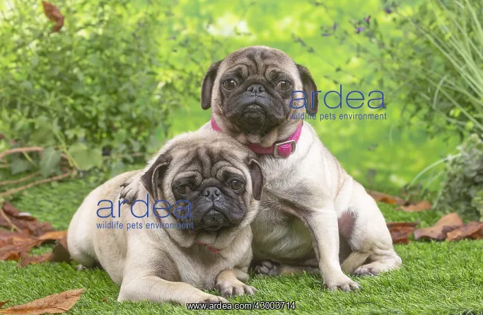 : Two pugs lying down outside in the garden : Two pugs lying down outside in the garden