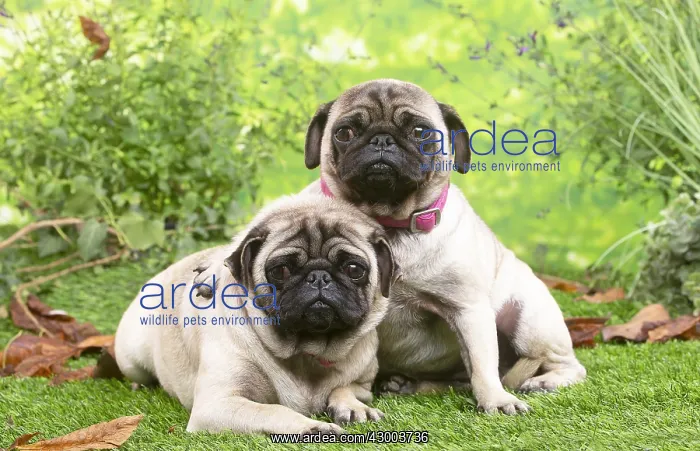 : Two pugs lying down outside in the garden : Two pugs lying down outside in the garden
