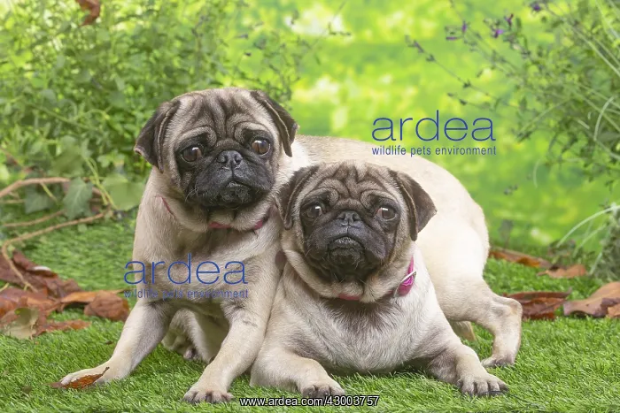 : Two pugs lying down outside in the garden : Two pugs lying down outside in the garden