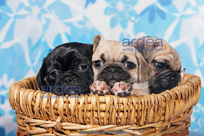 : Three Pugs, puppies sitting in a basket : Three Pugs, puppies sitting in a basket