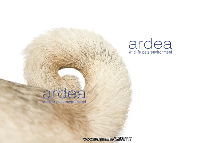 : Detail of pug's tail, ring-tailed Detailaufnahme : Detail of pug's tail, ring-tailed Detailaufnahme