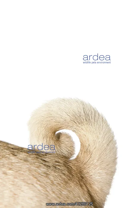 : Detail of pug's tail, ring-tailed Detailaufnahme : Detail of pug's tail, ring-tailed Detailaufnahme