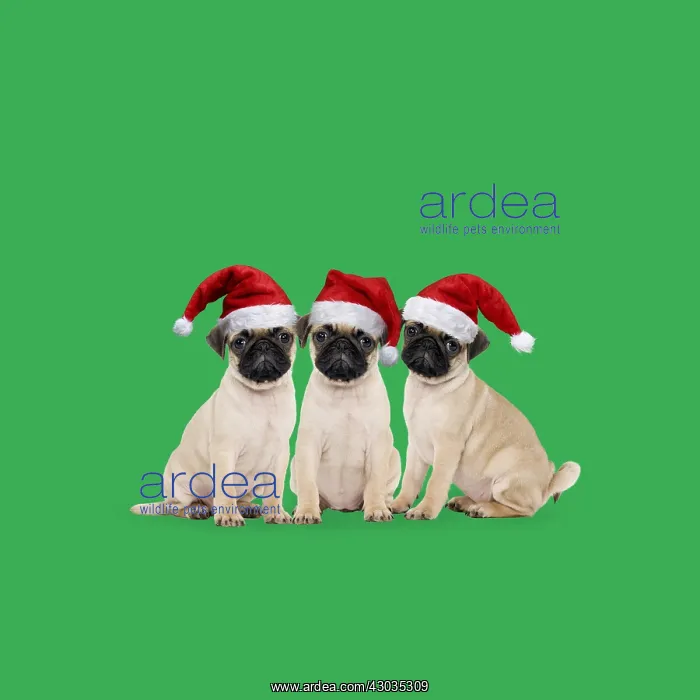 : Three Pugs wearing Christmas hats. We three Pugs : Three Pugs wearing Christmas hats. We three Pugs