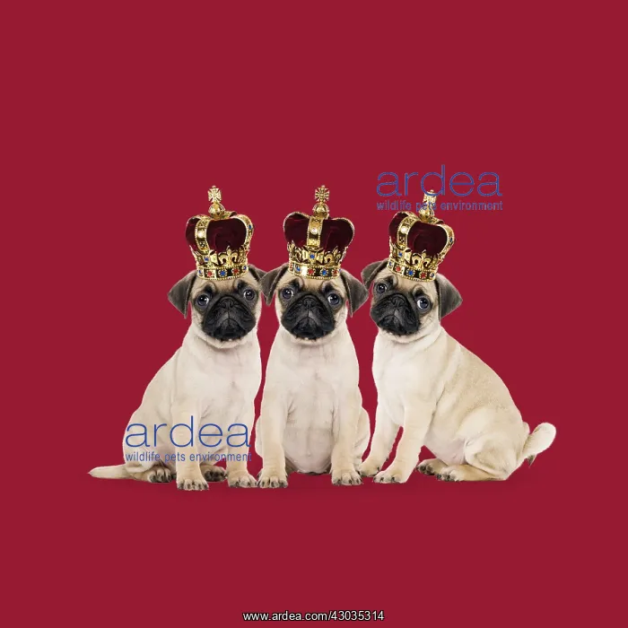  : Three Pugs wearing crowns. We three Pugs  /  kings