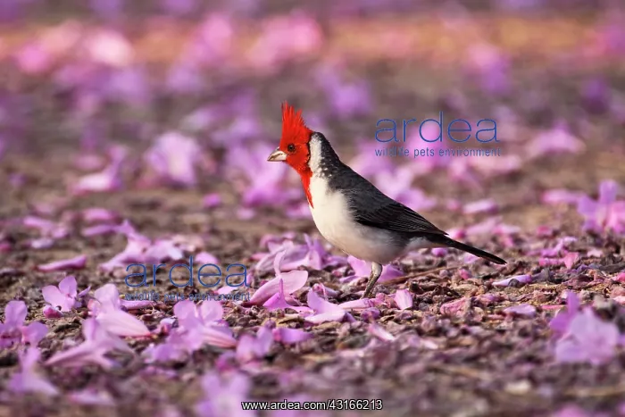 : Puiva Tree : Puiva Tree