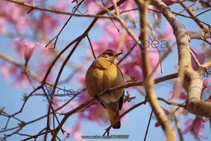 : Puiva Tree : Puiva Tree
