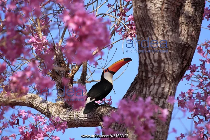 : Puiva Tree : Puiva Tree