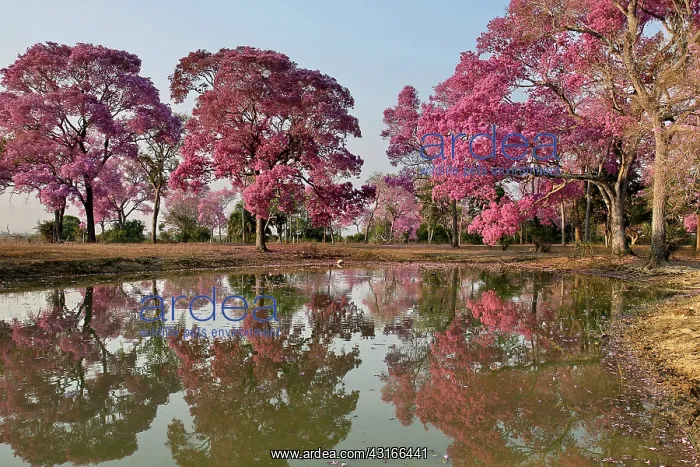 : Puiva Tree : Puiva Tree