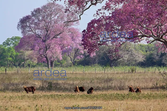 : Puiva Tree : Puiva Tree