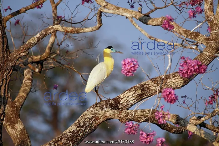 : Puiva Tree : Puiva Tree