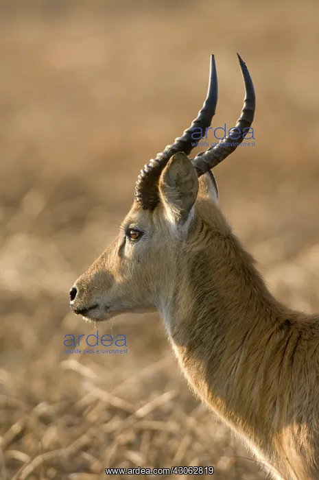 : Puku, Busanga Plains, Kafue National Park : Puku, Busanga Plains, Kafue National Park