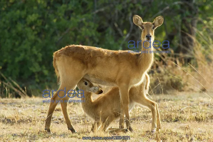 : Puku - Female with suckling lamb : Puku - Female with suckling lamb