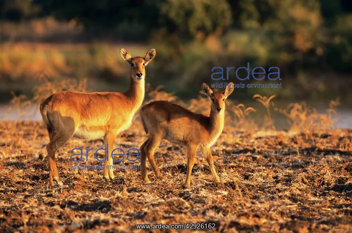  : PUKU - Female and young