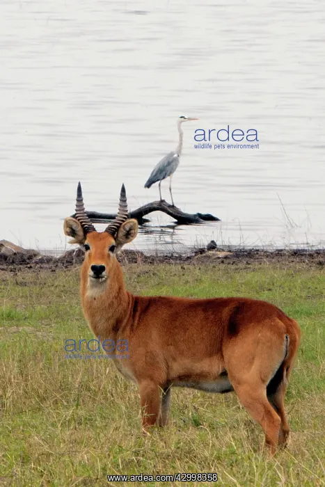 : Puku - with Grey Heron (Ardea cinerea) in background : Puku - with Grey Heron (Ardea cinerea) in background