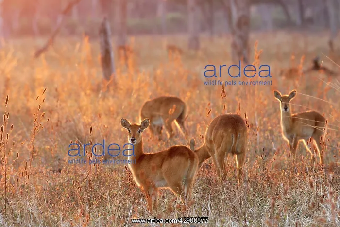 : Puku - group : Puku - group