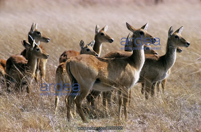 : Puku - group of puku females : Puku - group of puku females
