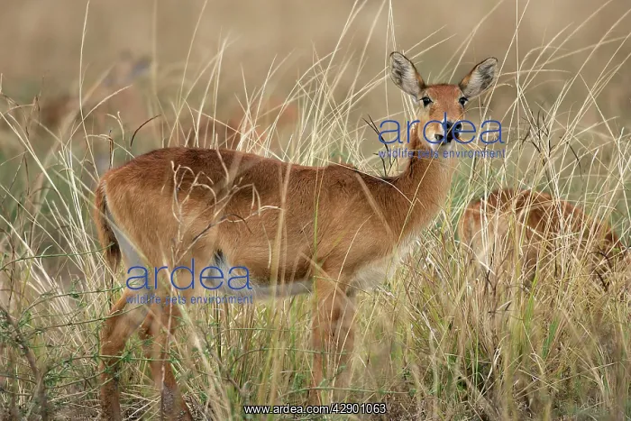 : Puku (Kobus vardonii). South Luangwa Valley National Park - Zambia - Africa : Puku (Kobus vardonii). South Luangwa Valley National Park - Zambia - Africa
