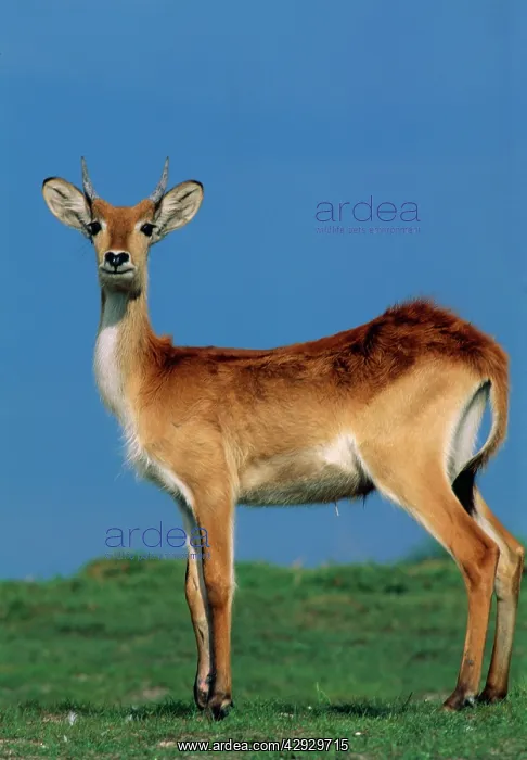 : PUKU - STANDS ALERT : PUKU - STANDS ALERT