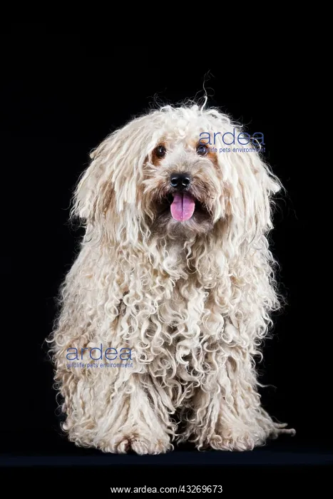  : Puli