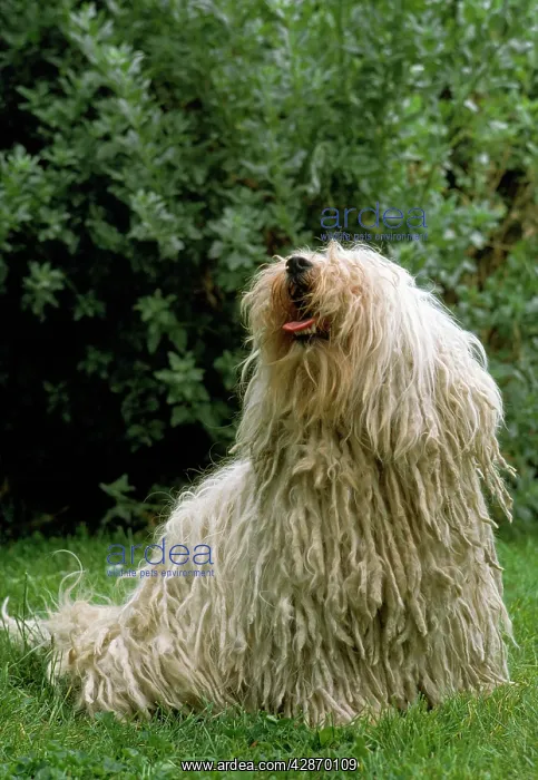  : PULI DOG - Hungarian Sheep Dog