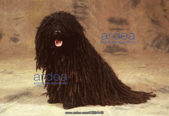 : Puli / Hungarian sheep DOG - sitting in studio : Puli / Hungarian sheep DOG - sitting in studio