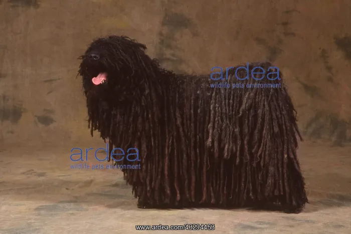 : Puli / Hungarian Sheep DOG - standing side on, panting : Puli / Hungarian Sheep DOG - standing side on, panting