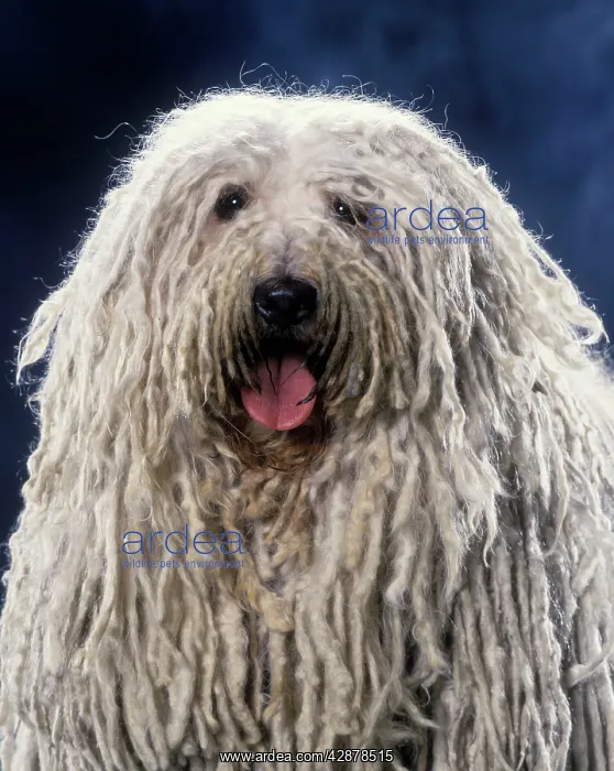  : Puli  /  Hungarian Sheepdog - With mouth open
