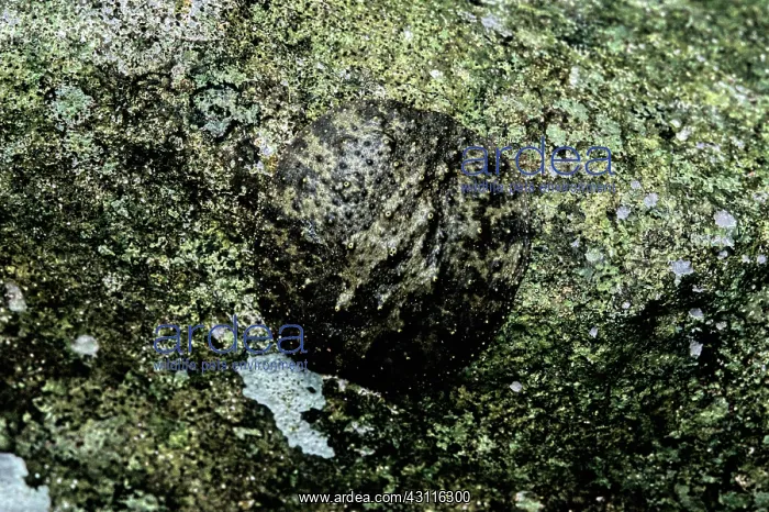 : Pulmonate Slug : Pulmonate Slug