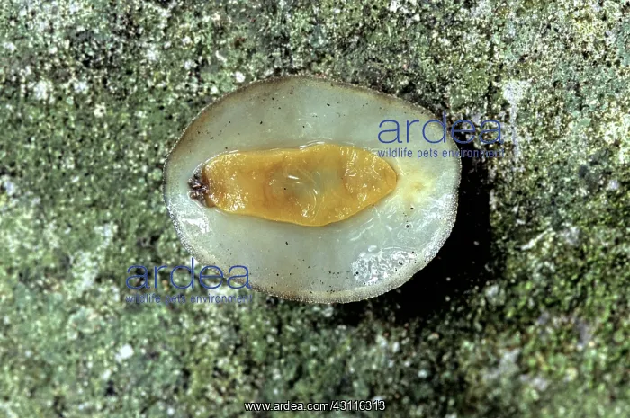 : Pulmonate Slug : Pulmonate Slug