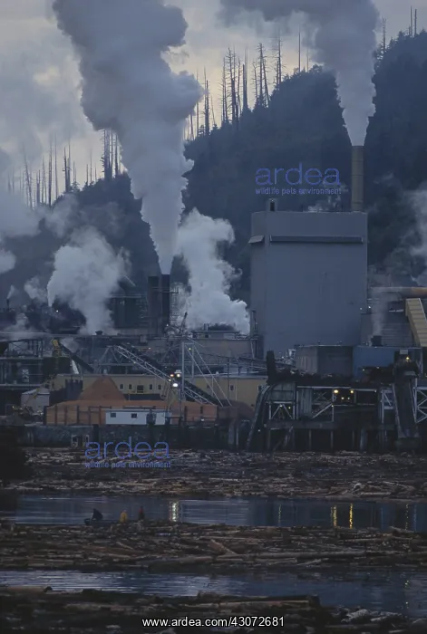: Pulp Mill. Pulp mill in Port Alice, British Columbia : Pulp Mill. Pulp mill in Port Alice, British Columbia