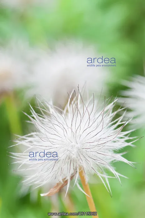 : Pulsatilla pratensis, Pasque flower, White, Green, Perennial : Pulsatilla pratensis, Pasque flower, White, Green, Perennial