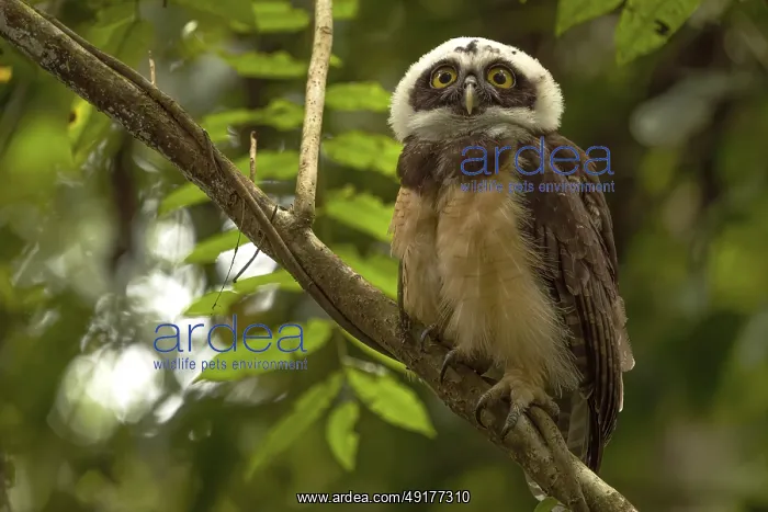 : Pulsatrix perspicillata, costarica : Pulsatrix perspicillata, costarica