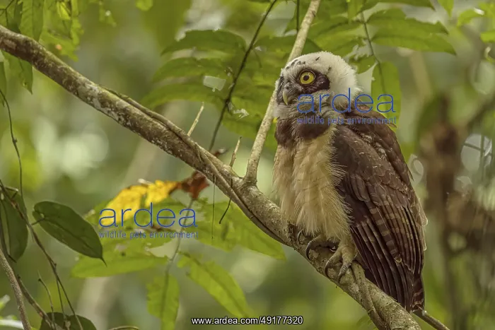 : Pulsatrix perspicillata, costarica : Pulsatrix perspicillata, costarica