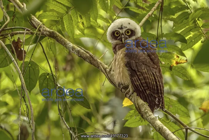 : Pulsatrix perspicillata, costarica : Pulsatrix perspicillata, costarica