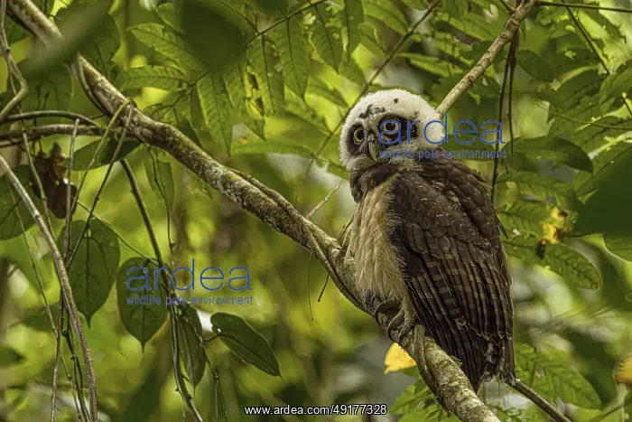 : Pulsatrix perspicillata, costarica : Pulsatrix perspicillata, costarica