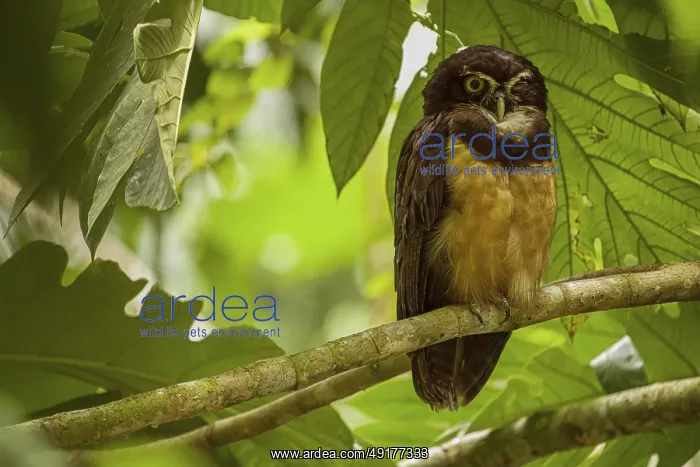 : Pulsatrix perspicillata, costarica : Pulsatrix perspicillata, costarica