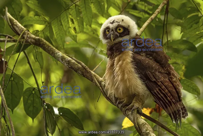  : Pulsatrix perspicillata, costarica