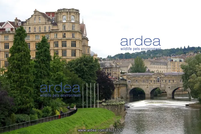 : The Pulteney Bridge crossing the River Avon : The Pulteney Bridge crossing the River Avon