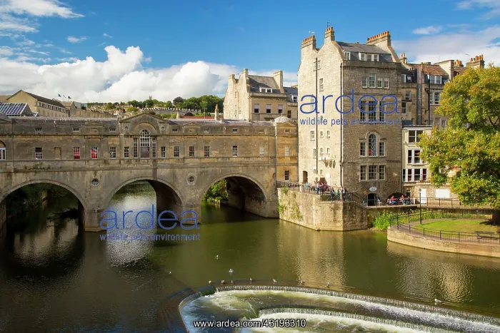 : Pulteney Bridge over River Avon, Bath, Somerset : Pulteney Bridge over River Avon, Bath, Somerset